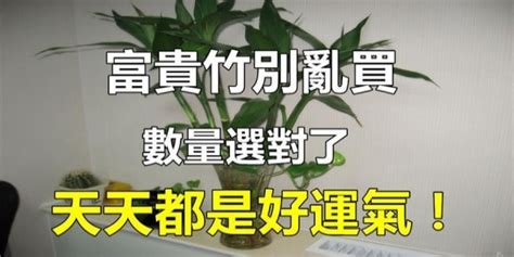 富貴竹風水數量